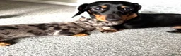 Miniature Dachshund dogs for sale: Miniature dachshund  - Advert 1