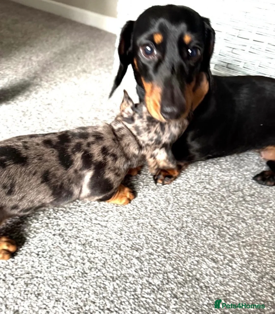 Miniature Dachshund dogs for sale: Miniature dachshund  - Advert 1