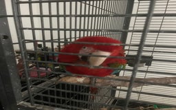 Parrots birds for sale: Green wing macaw tame with cage - Image 3