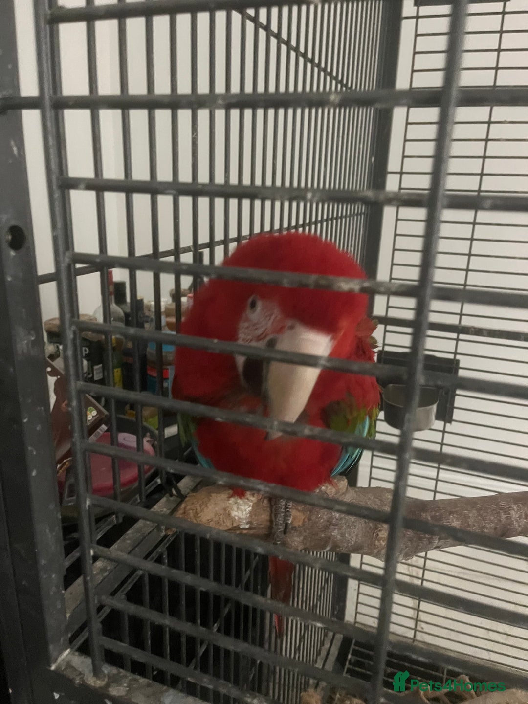Parrots birds for sale: Green wing macaw tame with cage - Image 3