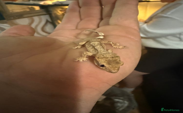 Gecko reptiles - Advert 1