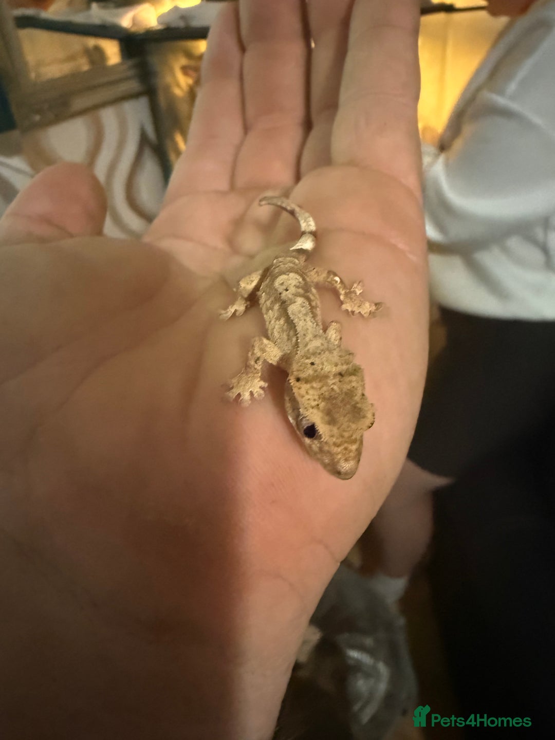 Gecko reptiles for sale: Cresked geckos  - Image 1