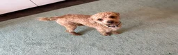 Cockapoo dogs for sale: 2 year old cockapoo  - Advert 3