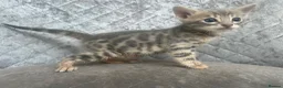 Bengal cats for sale: Gorgeous litter of TICA registered bengal kittens  - Advert 18