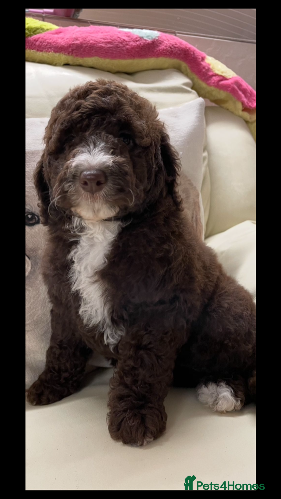 Mixed Breed dogs for sale: STUNNING DOUBLE DOODLES HEALTH TESTED PARENTAGE  - Advert 1