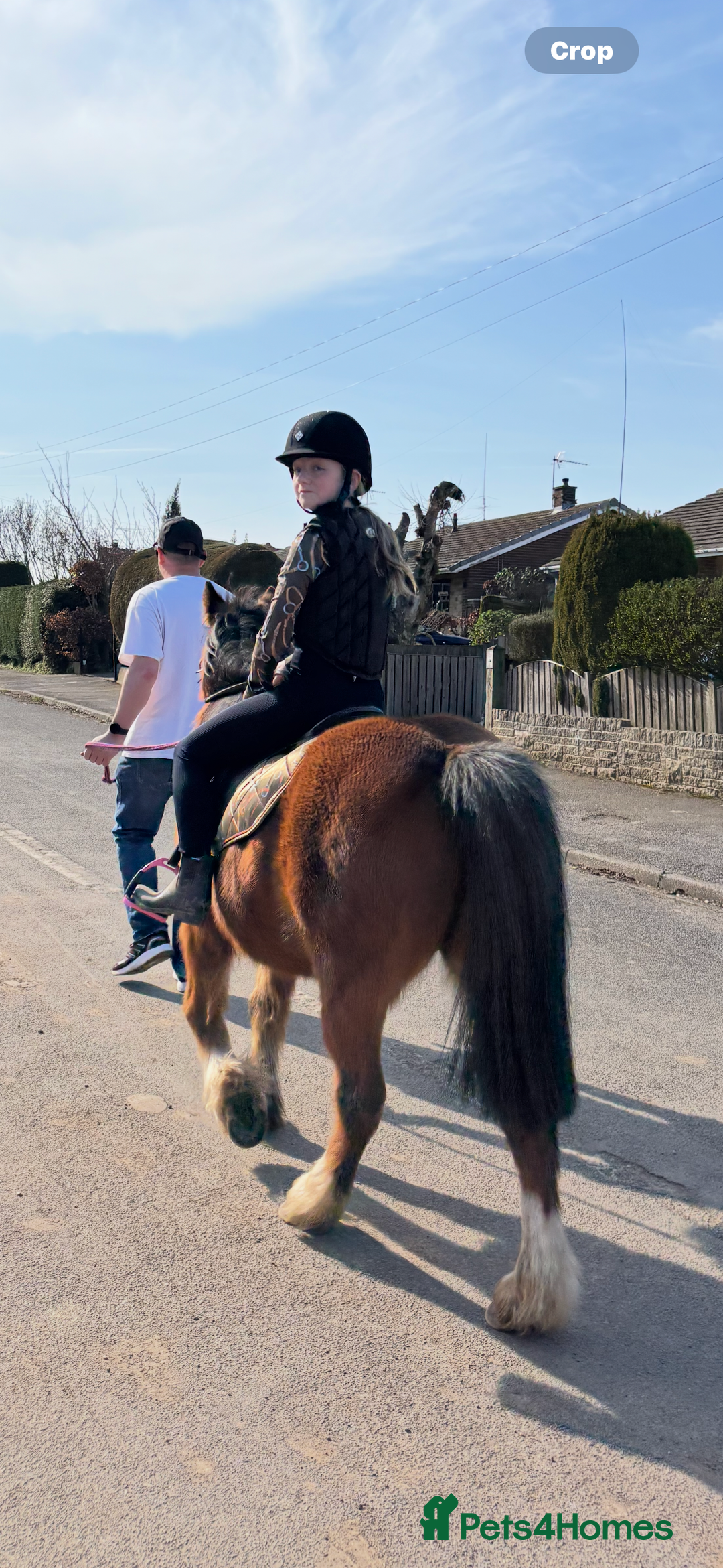 Irish Cob horses for sale: Cob bay mare 12.2 - Image 6
