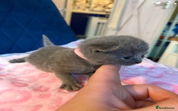 British Shorthair cats for sale: Pure British Shorthair Champion line 🥇🏆😻  - Image 23