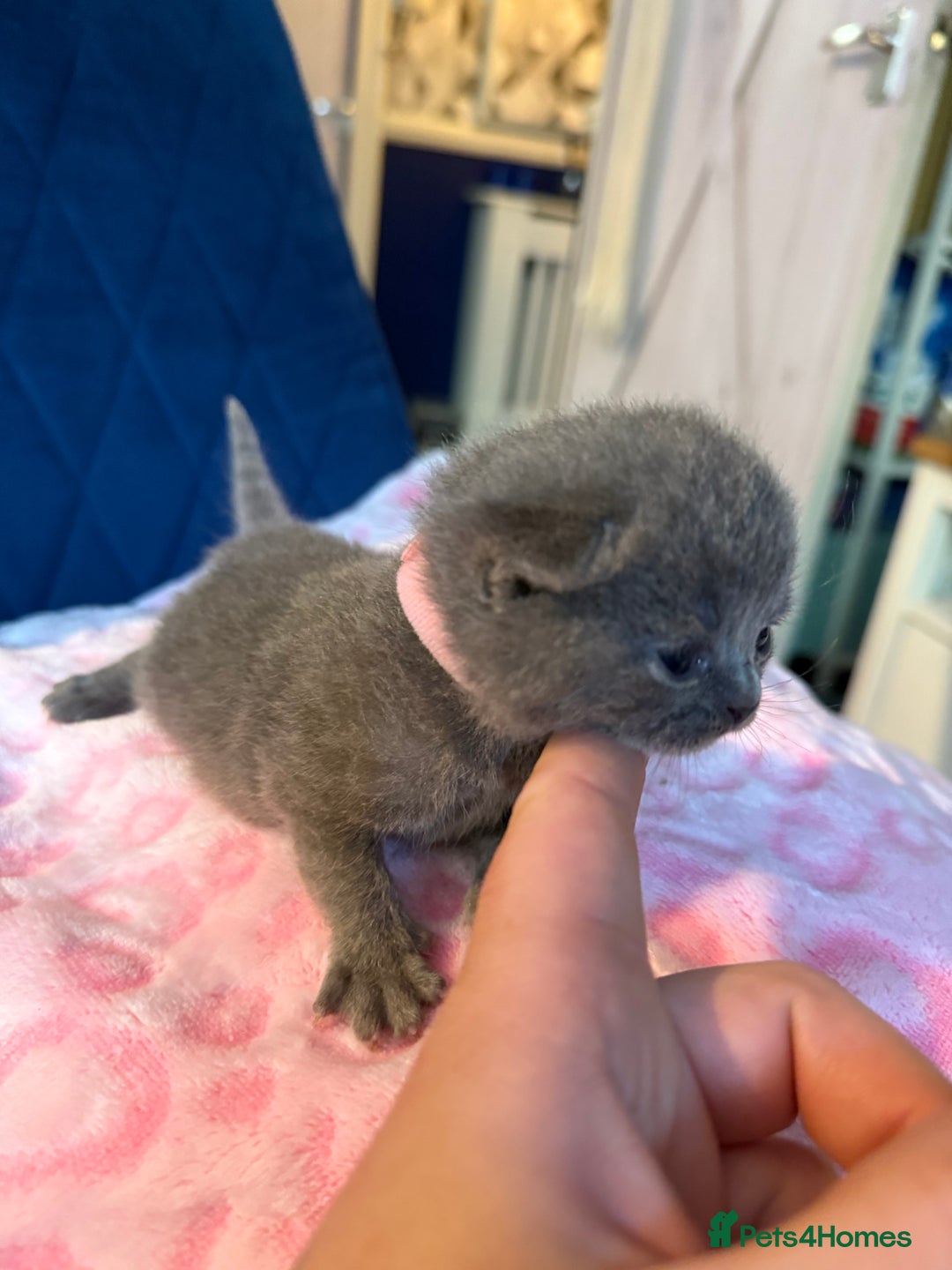 British Shorthair cats for sale: Pure British Shorthair Champion line 🥇🏆😻  - Image 23