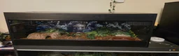 Python Snake reptiles for sale: Male enchi pastel hypo royal python with setup - Advert 6