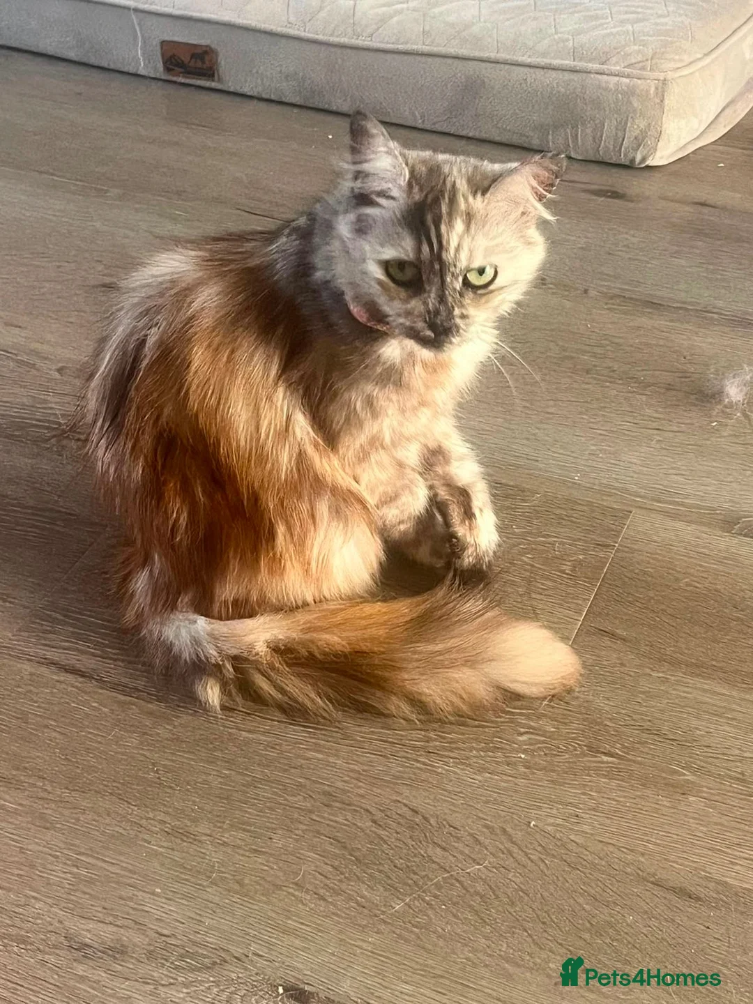 Maine Coon cats for sale: Maine coon x  in Chippenham - Advert 1