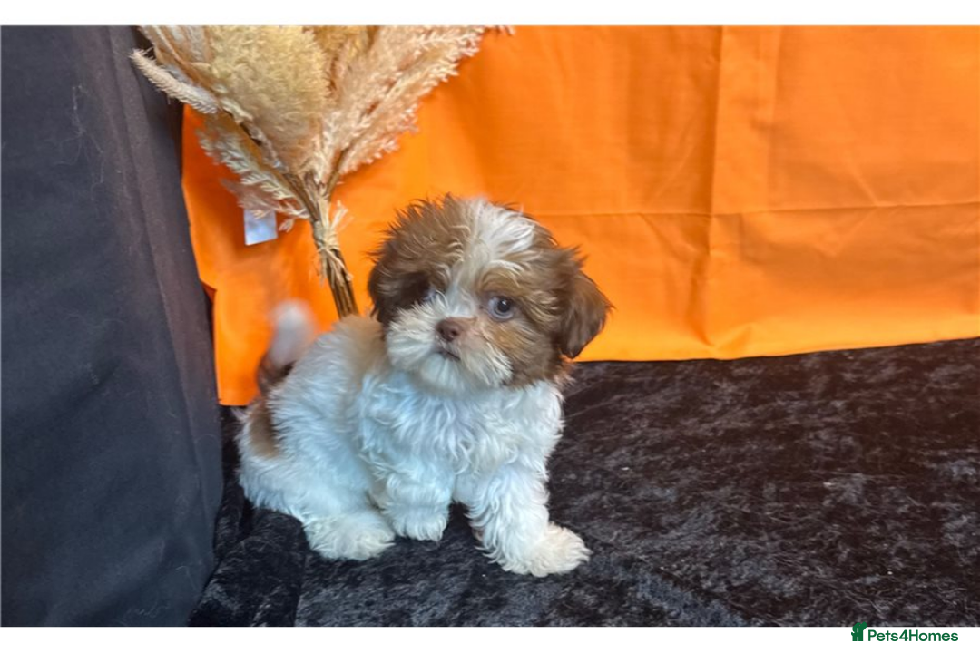 Shih Tzu dogs for sale: Adorable Shih Tzu Puppies – Ready for Loving Homes - Image 3
