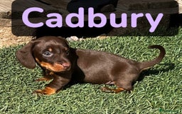 Dachshund dogs for sale: Beautiful Male Dachshunds 🐶  - Image 2