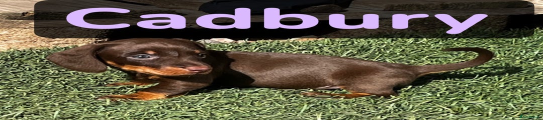 Dachshund Puppy 1-Cadbury