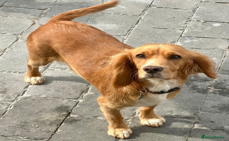 Cocker Spaniel dogs Cocker spaniel female  - Advert 1