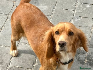 Cocker Spaniel dogs Cocker spaniel female - Advert 8