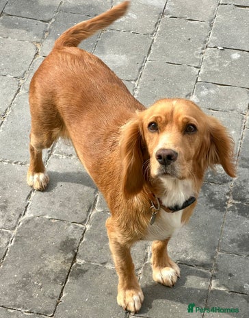 Cocker Spaniel dogs Cocker spaniel female - Advert 1