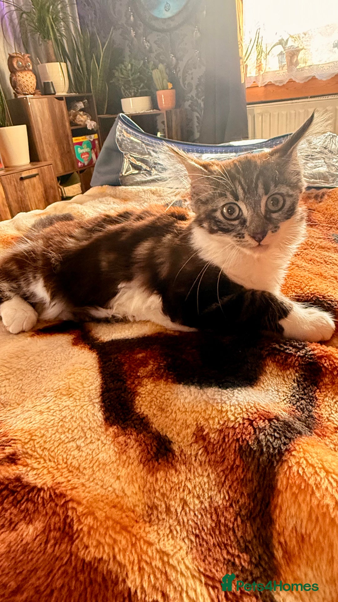 Mixed Breed cats for sale: Kitty girl for sale - Image 4