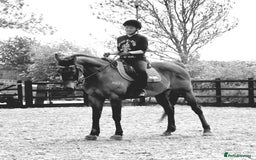 Irish Thoroughbred horses for sale: Easy Going Thoroughbred (Harry) - Image 4