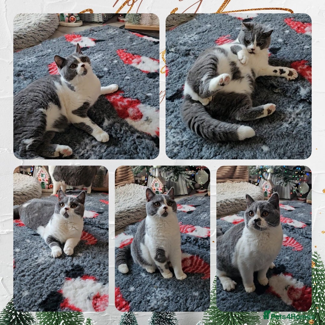 British Shorthair cats for sale: 2 chunky pedigree bsh male kittens - Advert 3