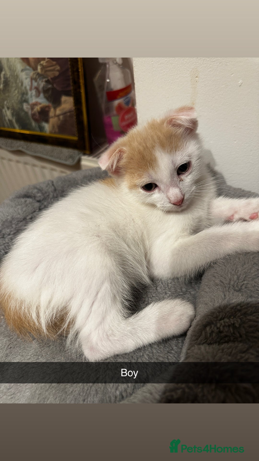 Mixed Breed cats for sale: Scottish Fold Mix with Domestic Shorthair (calico) - Image 3