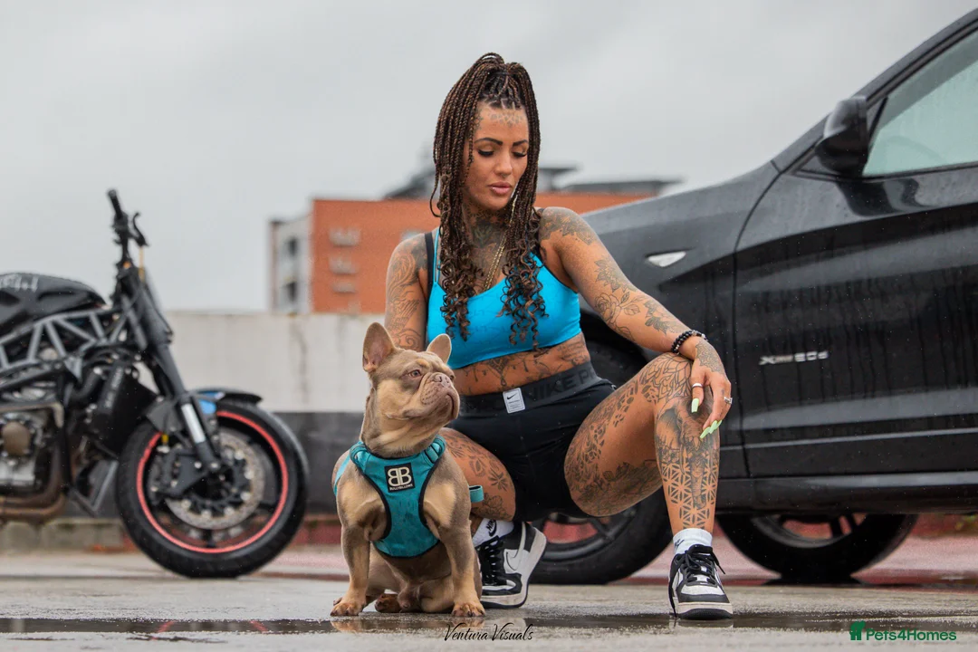 French Bulldog dogs for stud: 🦍SHORTTY🦍 SPECIAL OFFER WON'T GET CHEAPER 🔥🔥 in Northampton - Advert 10