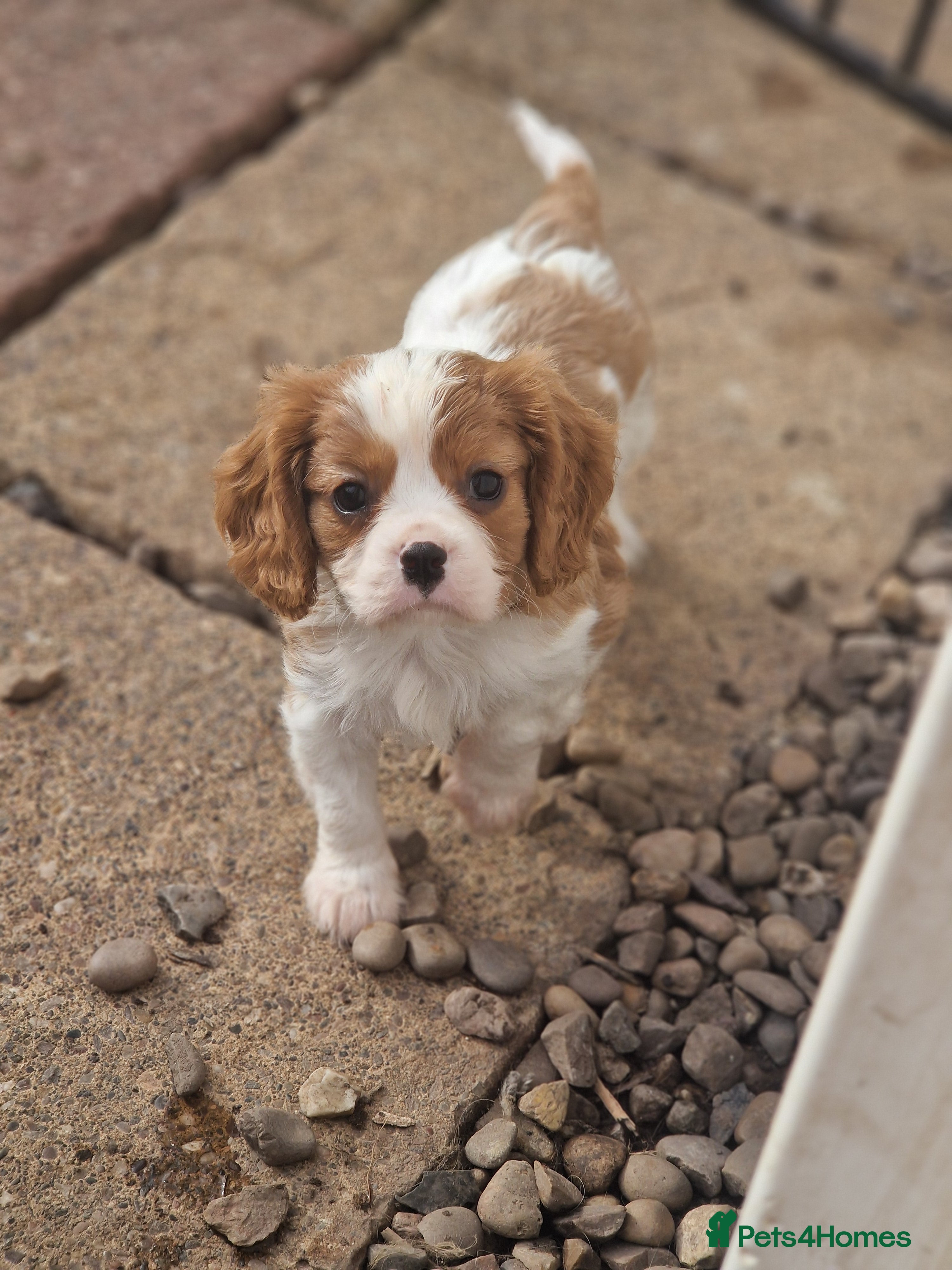 Cavalier King Charles Spaniel dogs Cavalier King Charles Spaniel! - Advert 2