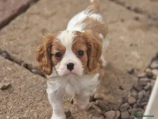 Cavalier King Charles Spaniel dogs Cavalier King Charles Spaniel! - Advert 1