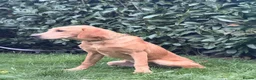 Labrador Retriever dogs for sale: 7-month-old Red Fox Labrador – Male  - Advert 6