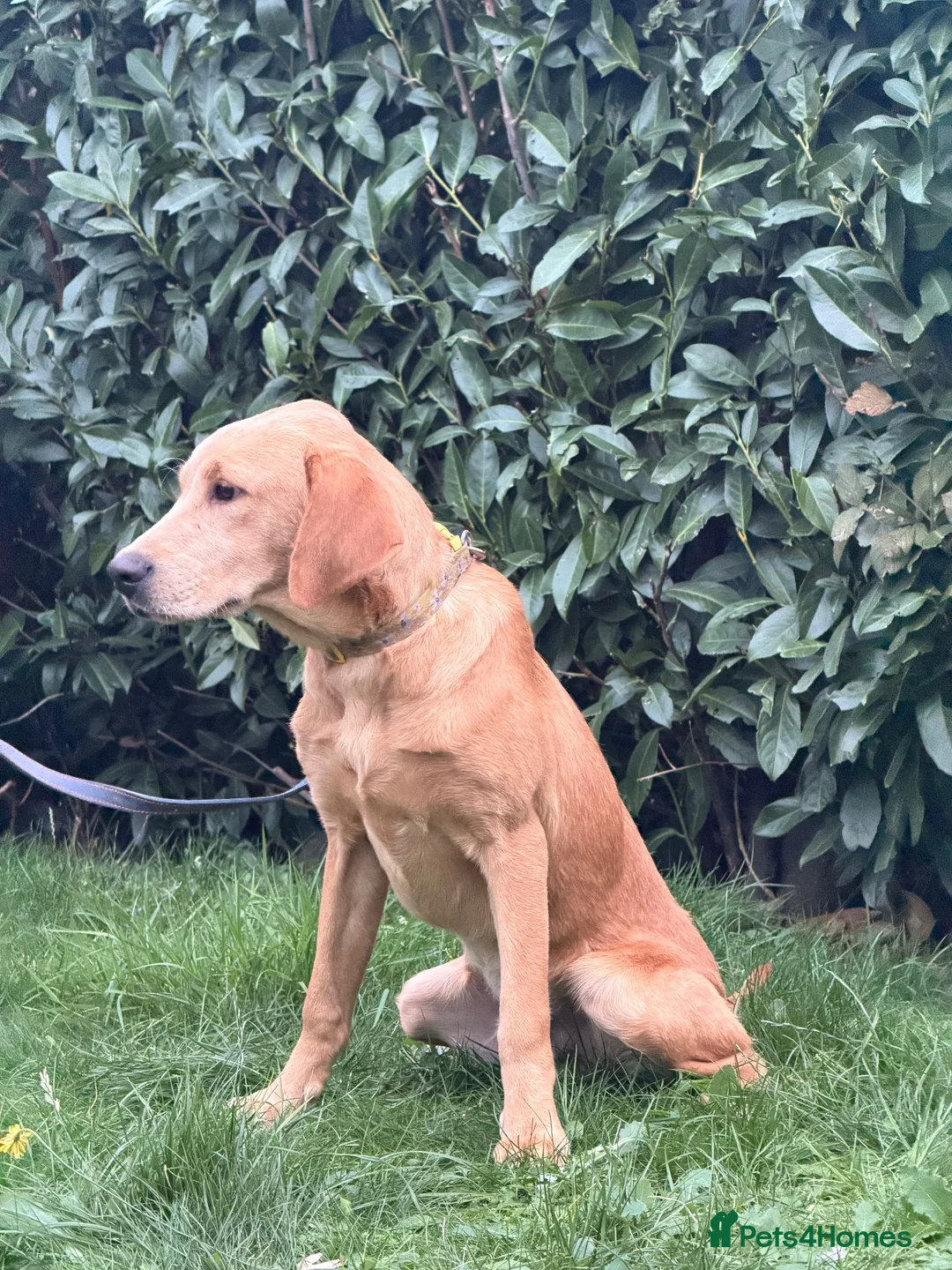 Labrador Retriever dogs for sale: 7-month-old Red Fox Labrador – Male  - Advert 6