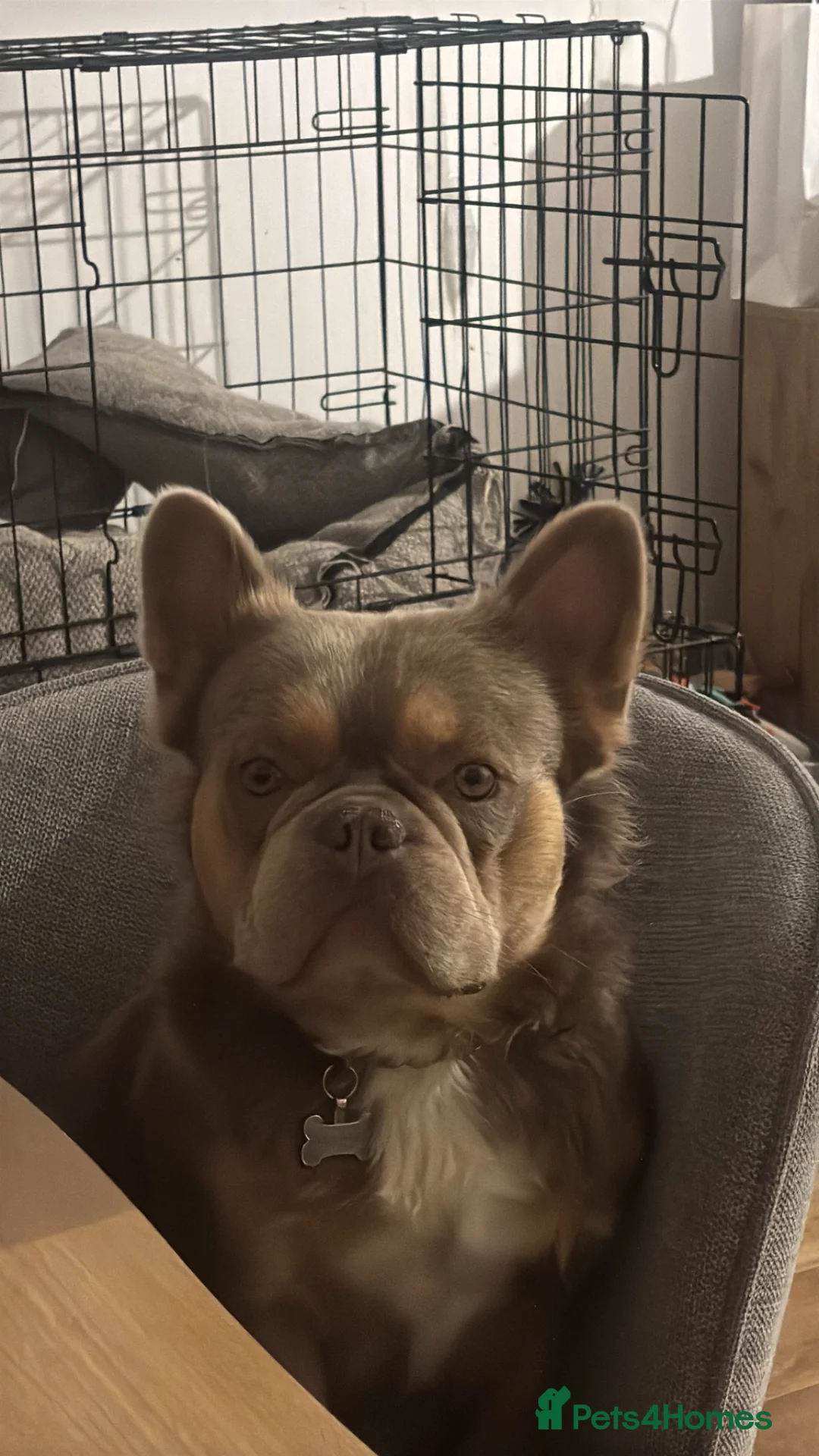 French Bulldog dogs for sale: French bulldog ( fluffy bloodline) - Advert 1