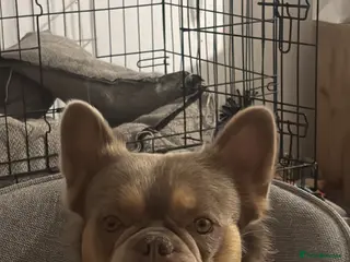 French Bulldog dogs French bulldog ( fluffy bloodline) - Advert 3