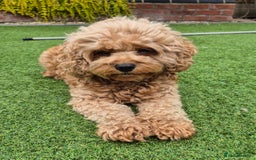 Cavapoo dogs for sale: Cavapoo puppies available from 27.9.25 - Image 9