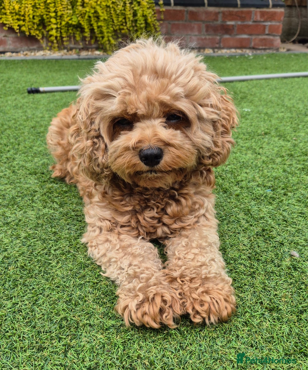 Cavapoo dogs for sale: Cavapoo puppies available from 27.9.25 - Image 9