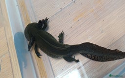 Axolotl reptiles for sale: 3 axolotyls available  - Image 5