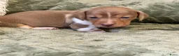 Miniature Dachshund dogs for sale: KC registered PRA clear miniature dachshunds - Advert 12