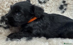 Miniature Schnauzer dogs for sale: Miniature schnauzers pups - Image 34