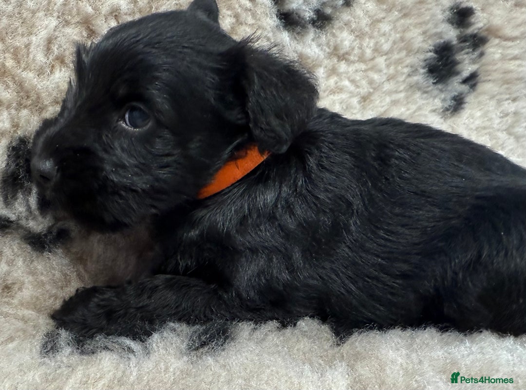 Miniature Schnauzer dogs for sale: Miniature schnauzers pups - Image 34