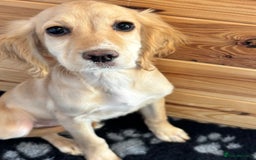 Cocker Spaniel dogs for sale: Beautiful gold cocker spaniels for sale  - Image 2