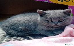 British Shorthair cats for sale: Beautiful British short-hair kittens  - Image 13
