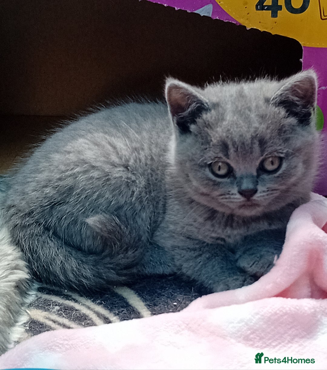 British Shorthair cats for sale: Beautiful British short-hair kittens  - Image 13
