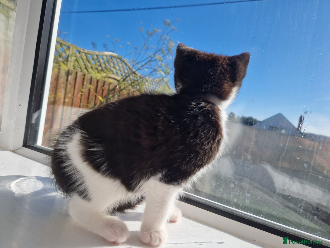 Domestic Shorthair cats for sale: Domestic shorthair kittens  - Image 10