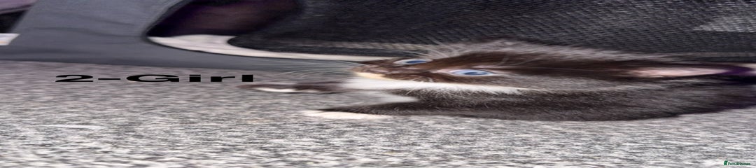 Mixed Breed Kitten 2