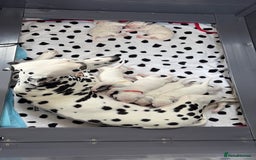 Dalmatian dogs for sale: 8 Gorgeous Dalmatian Puppies - Image 5