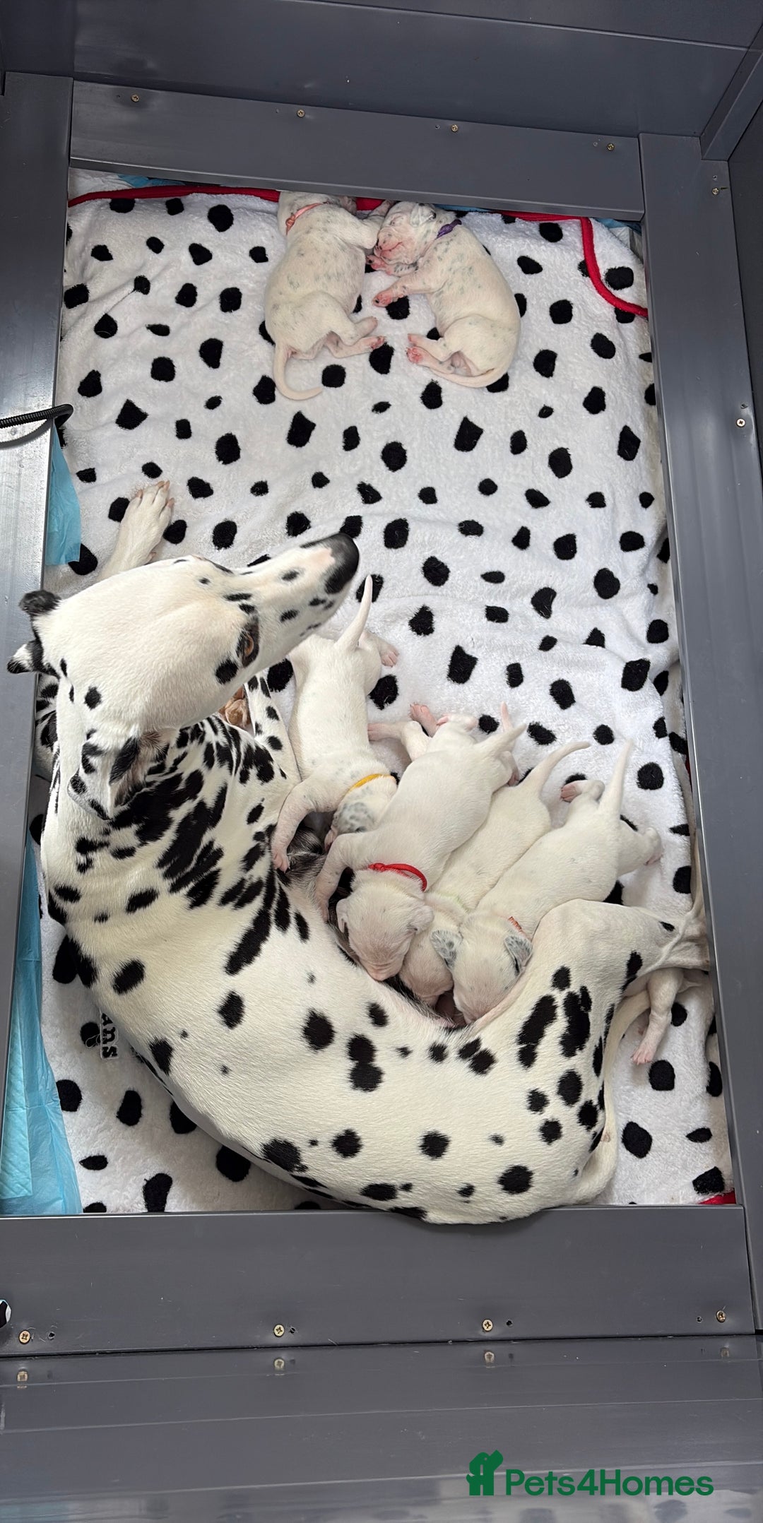 Dalmatian dogs for sale: 8 Gorgeous Dalmatian Puppies - Image 5