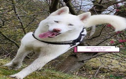 Siberian Husky dogs for sale: Siberian huskys puppys - Image 13