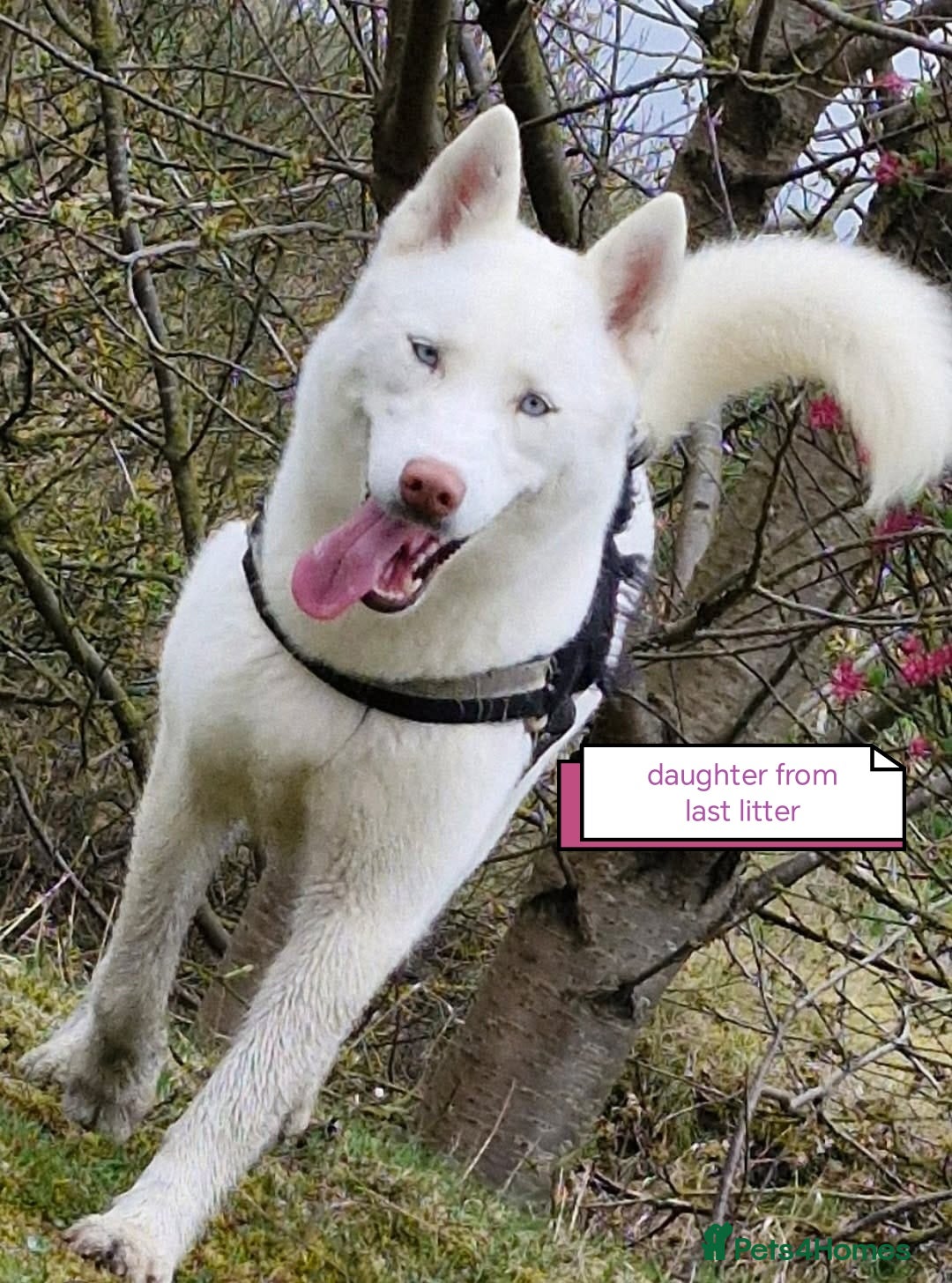 Siberian Husky dogs for sale: Siberian huskys puppys - Image 13