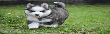 Pomsky 8