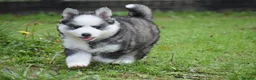 Pomsky dogs for sale: Genuine Celtic Star F3 Pomskies Available  - Advert 8