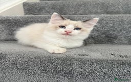 Ragdoll cats for sale: Pedigree Ragdoll kitten  - Image 3