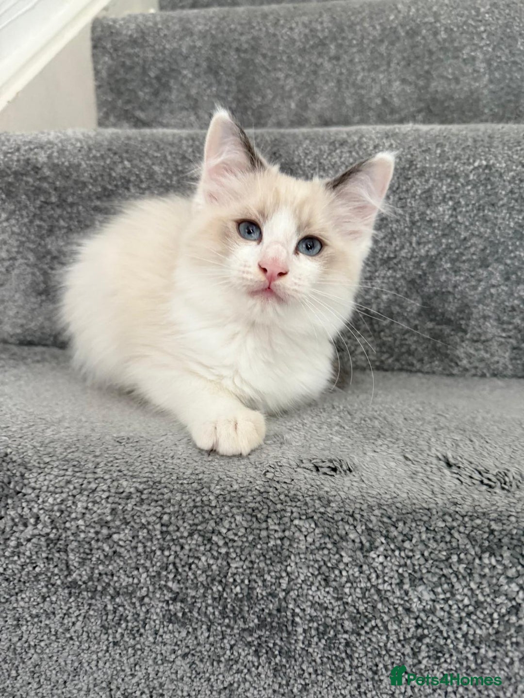 Ragdoll cats for sale: Pedigree Ragdoll kitten  - Image 3